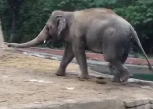 Partnerini kaybetmişti! Dünyanın en yalnız fili Kaavan...