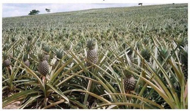 Birbirinden tuhaf bitkiler, sebze ve meyveler...