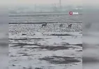 Aç kalan kurt sürüsü Iğdır ovasına indi