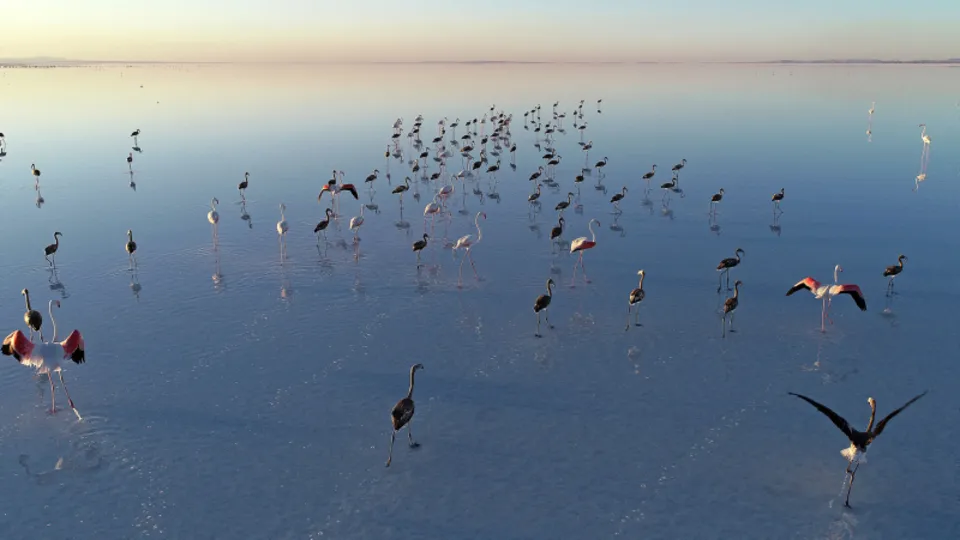 Tuz Gölü'nden sevindiren haber! Bakanlığın yürüttüğü projeyle Flamingolar kurtuldu