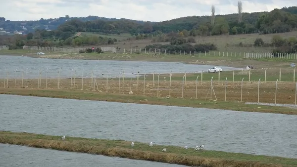 Ömerli Barajı’nda yürek sızlatan görüntü: Takılıp telef olan hayvanlar suların çekilmesi ile ortaya çıktı