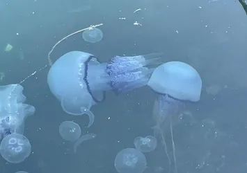 Marmara'da müsilaj kabusu yeniden hortladı! Balıkçılar çare arıyor