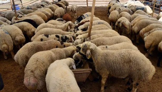 Kurban keserken hangi dualar okunur? Kurban keserken nasıl niyet edilir, tekbir getirilir? İşte dikkat edilmesi gerekenler... - 1