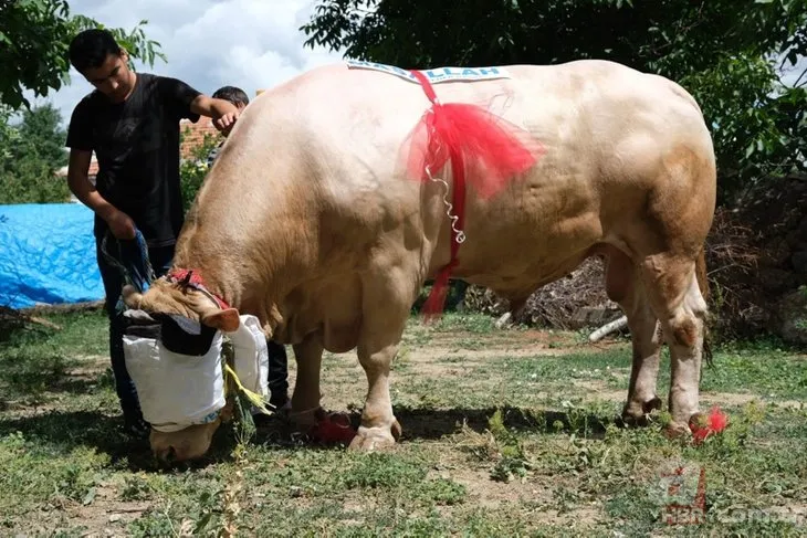 2 tonluk Fırtına satışa çıktı! Kurbanlığı alana bir de hediye var | Peki il il kurbanlık fiyatları ne kadar?