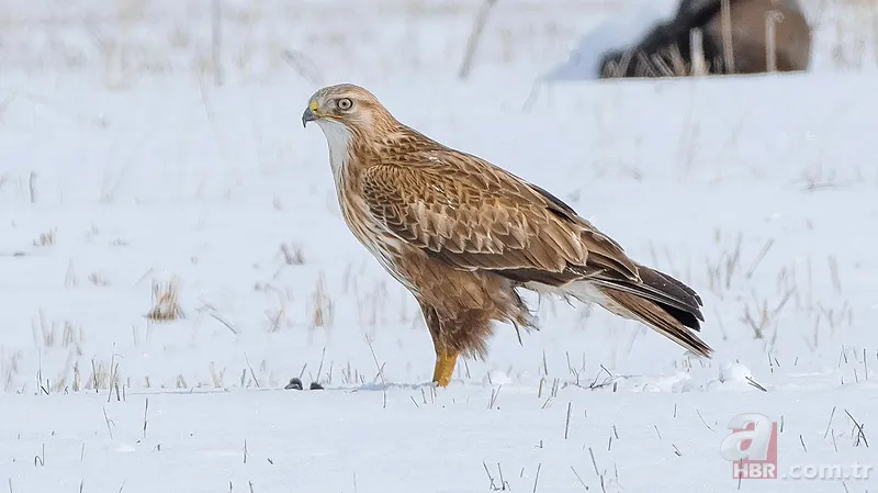 O ilimizde vahşi doğa belgeseli gibi görüntü! Koruma altındaki tür böyle avlandı 2