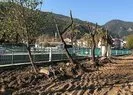 CHP’li belediye ’Altın değerindeki’ ağaçları söktüler