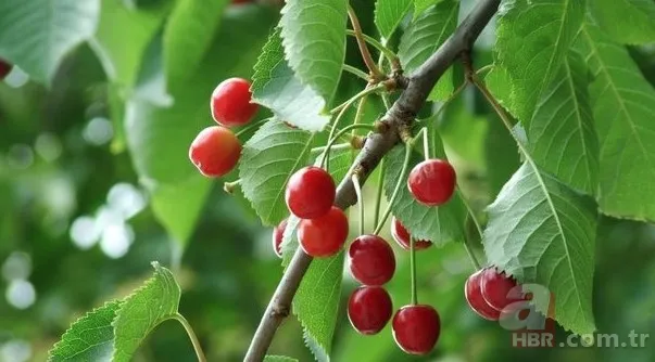 İbrahim Saraçoğlu'ndan ilaç gibi tavsiye! Karın şişkinliğini anında geçiriyor! Meğer bağırsaklara da iyi geliyormuş... 14