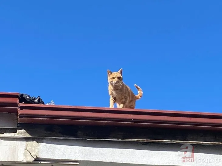 İnsanlara küsen kedi! 4 yıldır çatıdan inmiyor