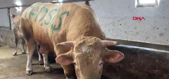 Kars'ta 1 ton 150 kiloluk ''Şahmurat'' 300 bin liraya satıldı