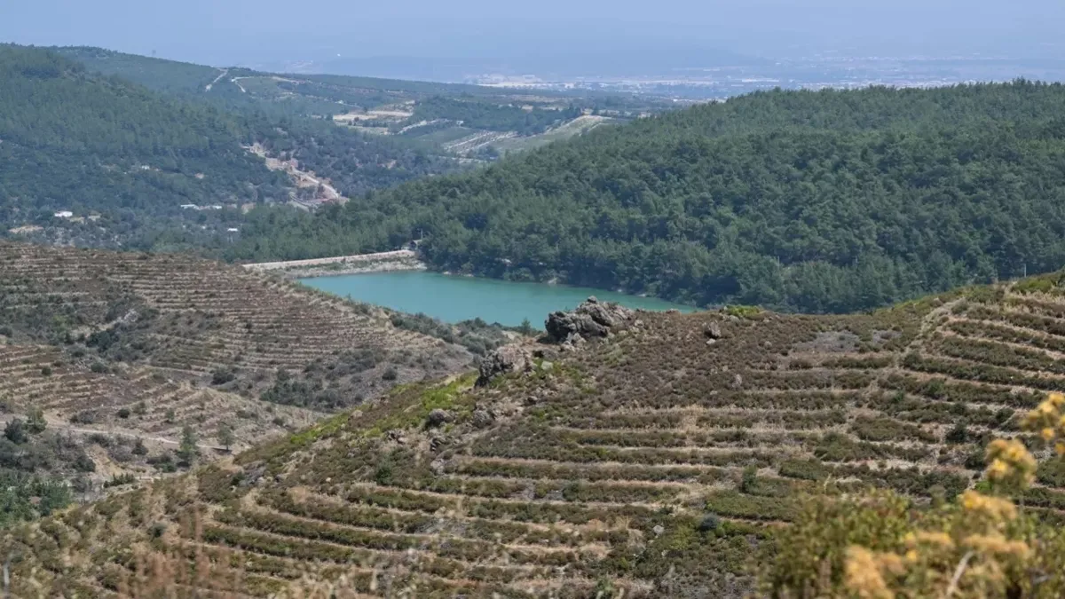 İzmir'de 6 yıl önce yanan ormanlık alana dikilen fidanlar 2 metreye ulaştı