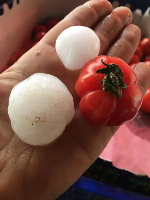 Ordu’da ceviz büyüklüğünde dolu yağdı