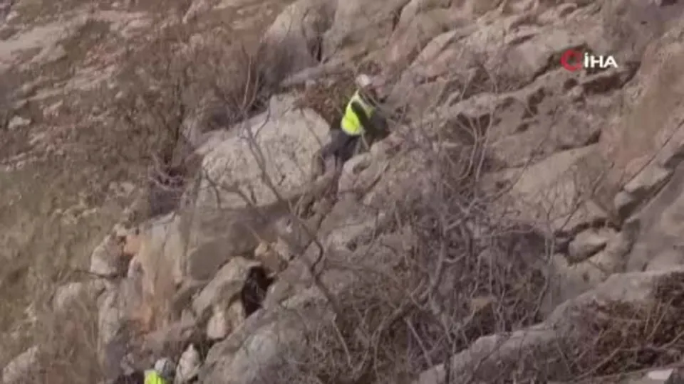 Keçiler TikTok yüzünden mahsur kaldı