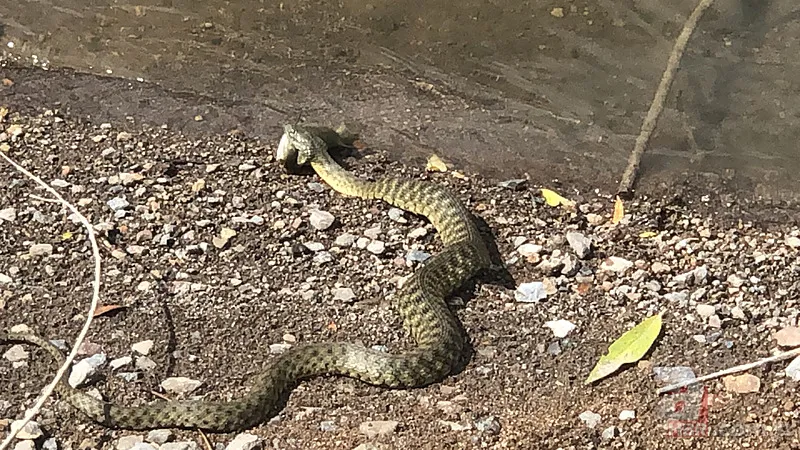 Avlayıp metrelerce ağzında böyle taşıdı! Amatör balıkçılar görüntüledi 8