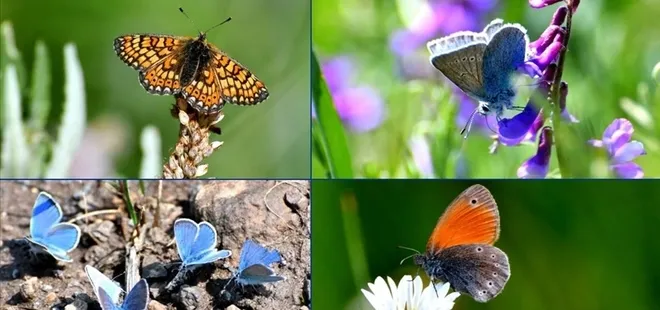 Soğuk iklime sahip Sarıkamış'ta "kelebek mevsimi"