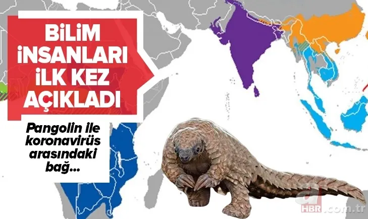 Pangolin koronavirüs taşıyıcısı çıktı! İşte Pangolinlerin yaşadığı ülkeler ve bölgeler... 1