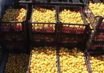 Mersin'de Alıçta hasat başladı