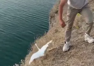 Balık yerine martı oltaya takıldı