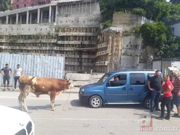 Kurban Bayramı'na saatler kala hareketli dakikalar! Kiminin kolu çatladı, kiminin boğası kaçtı 2