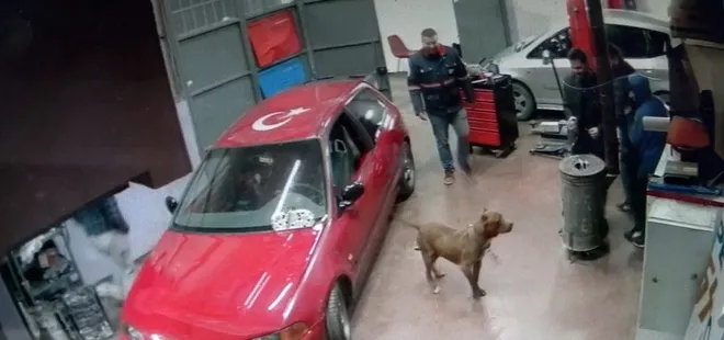 Başıboş pitbull paniğe neden oldu! CHP'li İBB yardım telefonunu geri çevirdi: Birini ısırırsa alırız