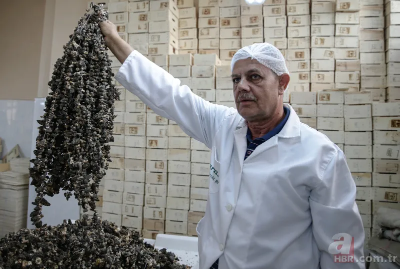 Türkiye'de yetiştirilip Avrupa'ya gönderiliyor! Kilosu 250 avroya satılıyor... 6