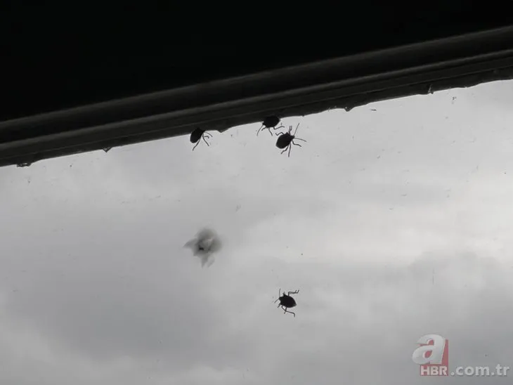 Vatandaşlar isyan etti! İstanbul’da kokarca böceği istilası