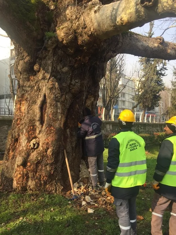 İBB ağaçları katlediyor! Bursa Büyükşehir Belediyesi 433 yıllık çınarların bakımını sürdürüyor - 1