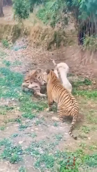 Beyaz aslan ve kaplanın karşılaşması nefesleri kesti! (Aslan Kaplan kavgası) 15