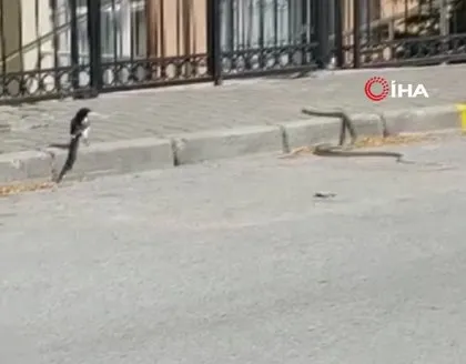 Yılan neye uğradığını şaşırdı! Saksağanlara yem oluyordu... O anları vatandaş kaydetti: Görüyor musun?