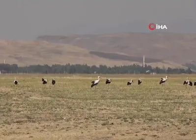 Muş Ovası’nda leylekler büyük göçe hazır