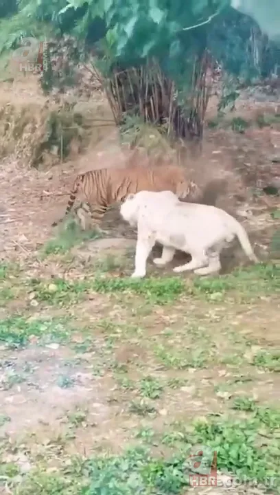 Beyaz aslan ve kaplanın karşılaşması nefesleri kesti! (Aslan Kaplan kavgası) 23