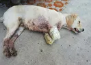 İki bacağı kesilmiş halde yavru köpek bulundu