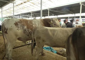 Kurban pazarının şampiyonu belli oldu