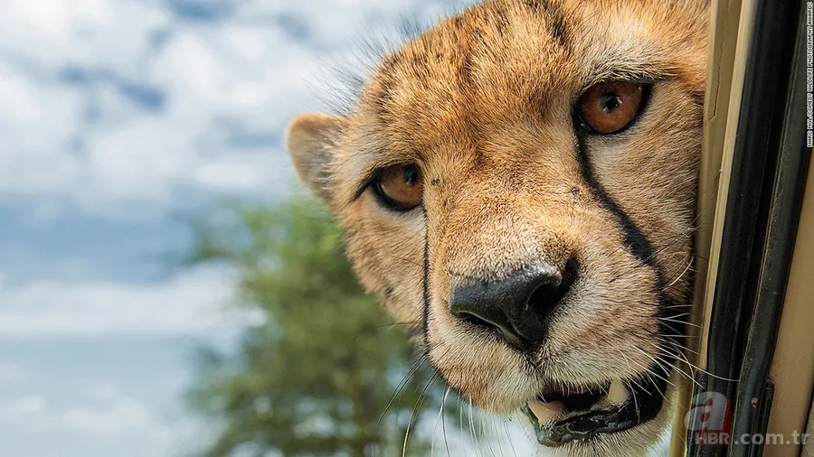 Erzurum'da görenleri şaşırtan anlar! Hemen telefona sarıldılar 13