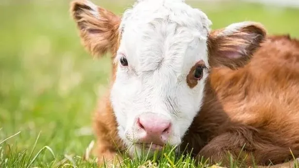 Buzağı destek ödemeleri ne zaman yatacak? 2022 Mayıs-Haziran buzağı desteklemeleri yattı mı? Ödeme tarihleri...