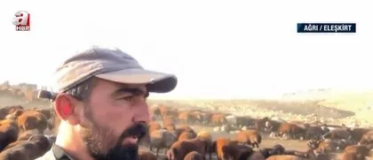 Görüntüler Türkiye’den... Sürü halinde ortaya çıktılar! Çoban drone ile böyle kovaladı