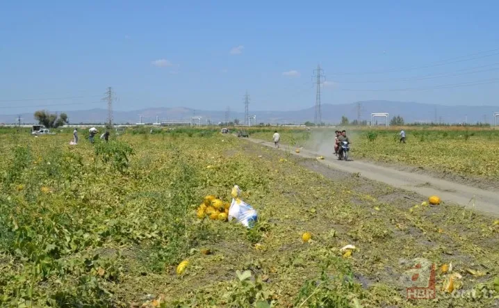 Ücretsiz dağıtıldı duyan akın etti! 220 dönümlük arazide rekor hasat! Üreticiler 600 tonu gözden çıkardı: Araçlarla gelip topladılar 13