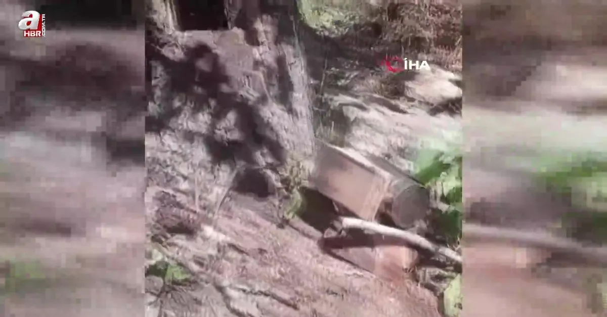 Ağaç kovuğundan kilo kilo bal çıktı