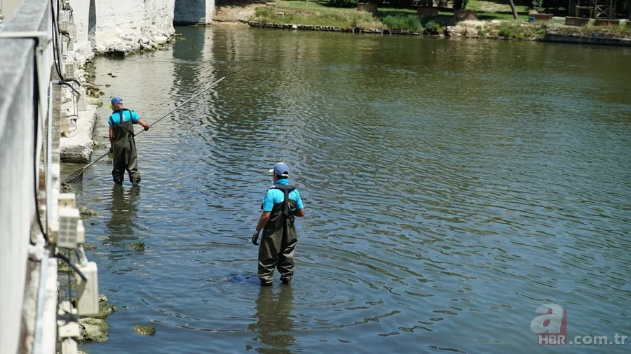 İstanbul'da büyük skandal ve acı veren görüntüler! Küçükçekmece'deki balık ölümlerinin nedeni ne? 2