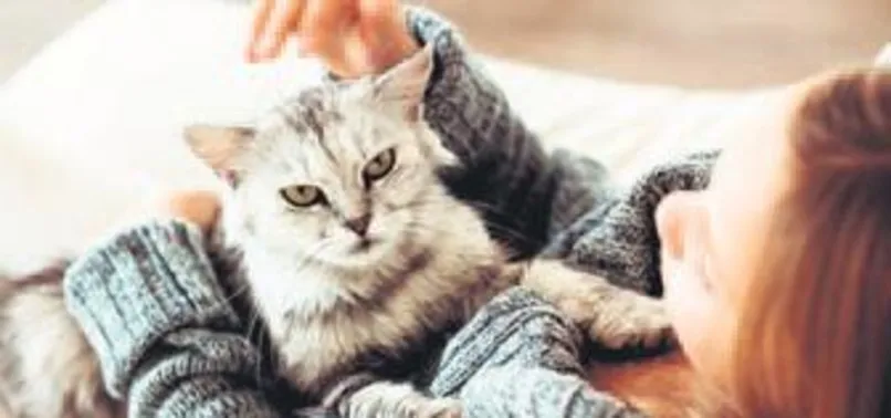 Profesyonel kedi okşayıcı aranıyor