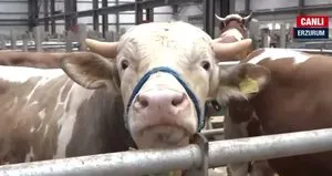 Kurbanlık fiyatları ne kadar?