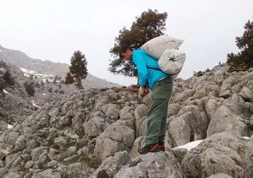 Kahramanmaraş'ta çiriş otu sezonu başladı