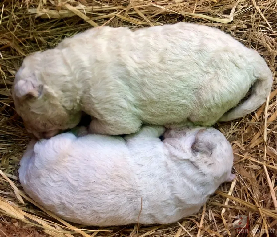 Yeşil olarak dünyaya geldi! Hemen fenomen oldu... 4