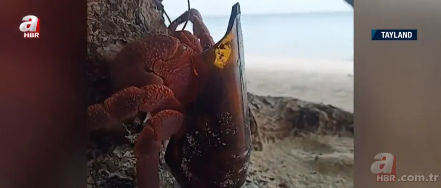 Keşiş yengecin kabuğu cam şişe 3