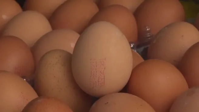 Organik yumurta hilesi!