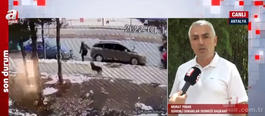 İşte sokak köpekleri için hazırlanan yasa teklifi! Başıboş köpek sorununa nasıl çözüm bulunacak? 18