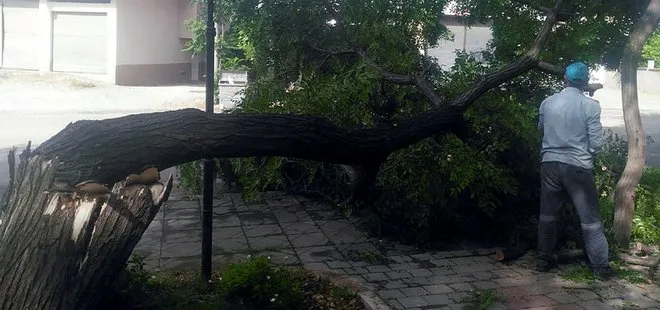Adana’da şiddetli fırtına ağaçları devirdi