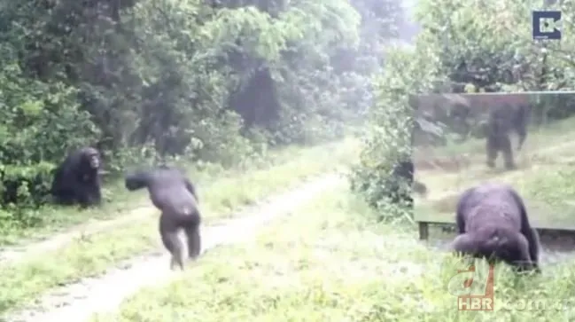 Vahşi doğada daha önce böylesi görülmedi! Goril aynada kendisini görünce saldırmaya başladı 17