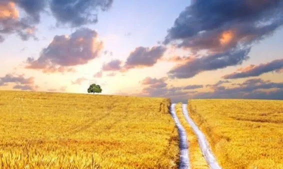 Buğday yağının faydaları Buğday yağının faydaları