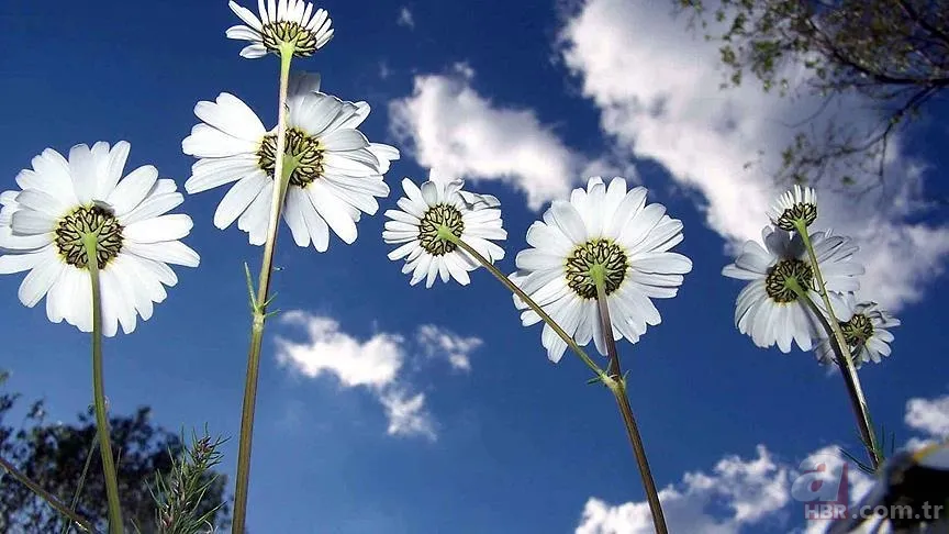 2. cemre suya ne zaman düşer? İlk, İkinci ve Üçüncü Cemre Tarihleri 2025 5