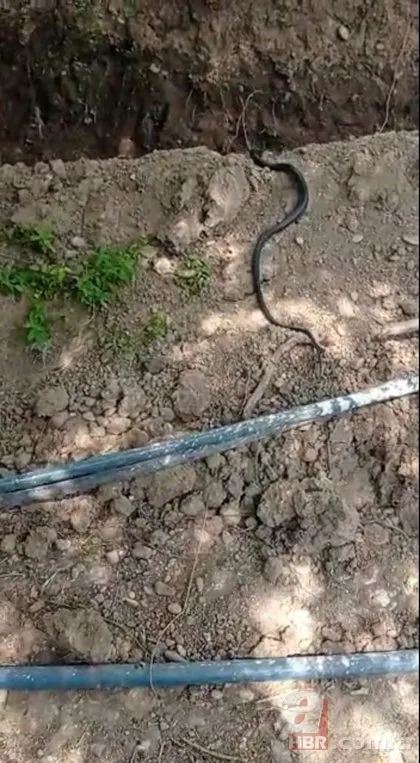 Diyarbakır’da dev yılan paniği! Görenler şoke oldu